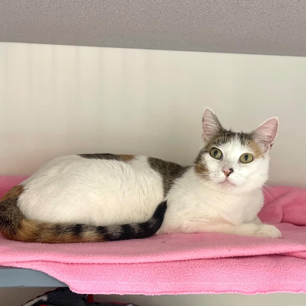 Enlarge Vivi, a Adoptable mixed breed in Cambria, CA image 5/6