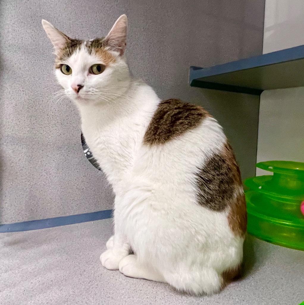 Enlarge Vivi, a Adoptable mixed breed in Cambria, CA image 6/6