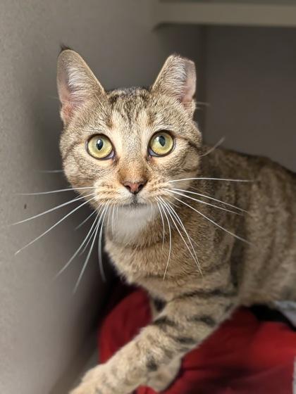 Cassie, a Adoptable mixed breed in Divide, CO image 1/2