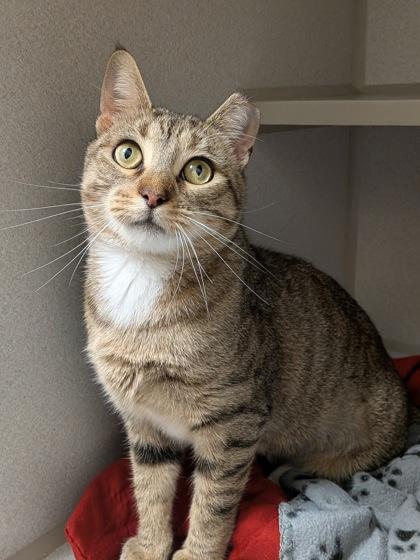 Cassie, a Adoptable mixed breed in Divide, CO image 2/2