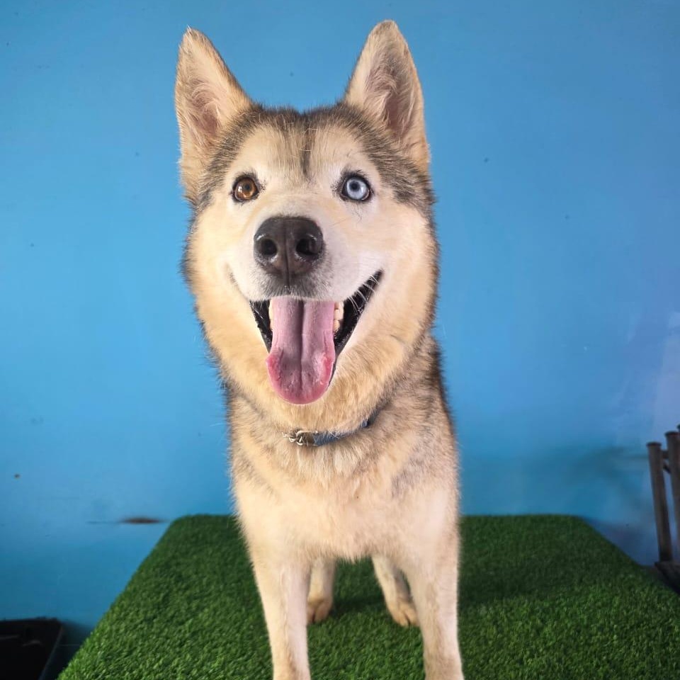 Balto, Adoptable, Adult Male Alaskan Malamute & Siberian Husky.