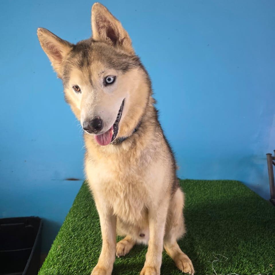 Enlarge Balto, a Adoptable mixed breed in Tijuana, BCN image 6/6