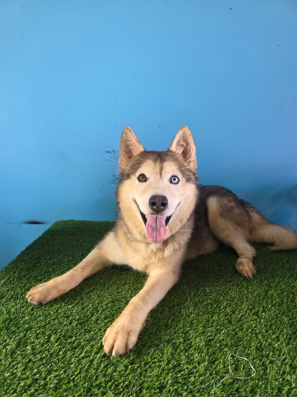 Enlarge Balto, a Adoptable mixed breed in Tijuana, BCN image 2/6