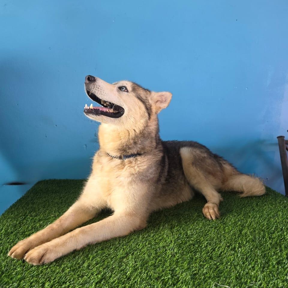 Enlarge Balto, a Adoptable mixed breed in Tijuana, BCN image 3/6