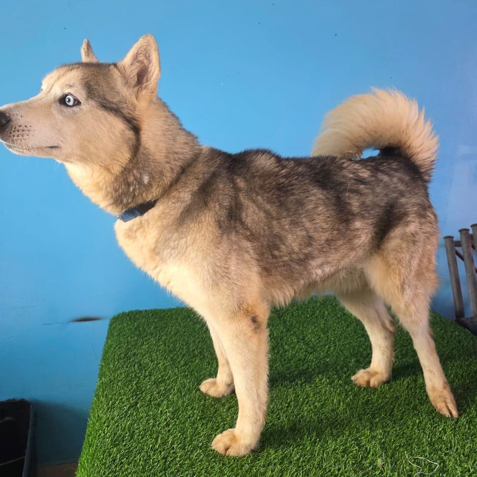 Enlarge Balto, a Adoptable mixed breed in Tijuana, BCN image 5/6
