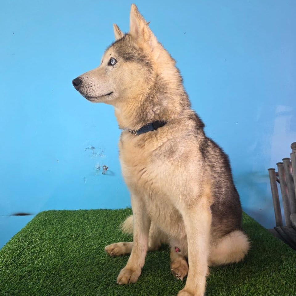 Enlarge Balto, a Adoptable mixed breed in Tijuana, BCN image 4/6