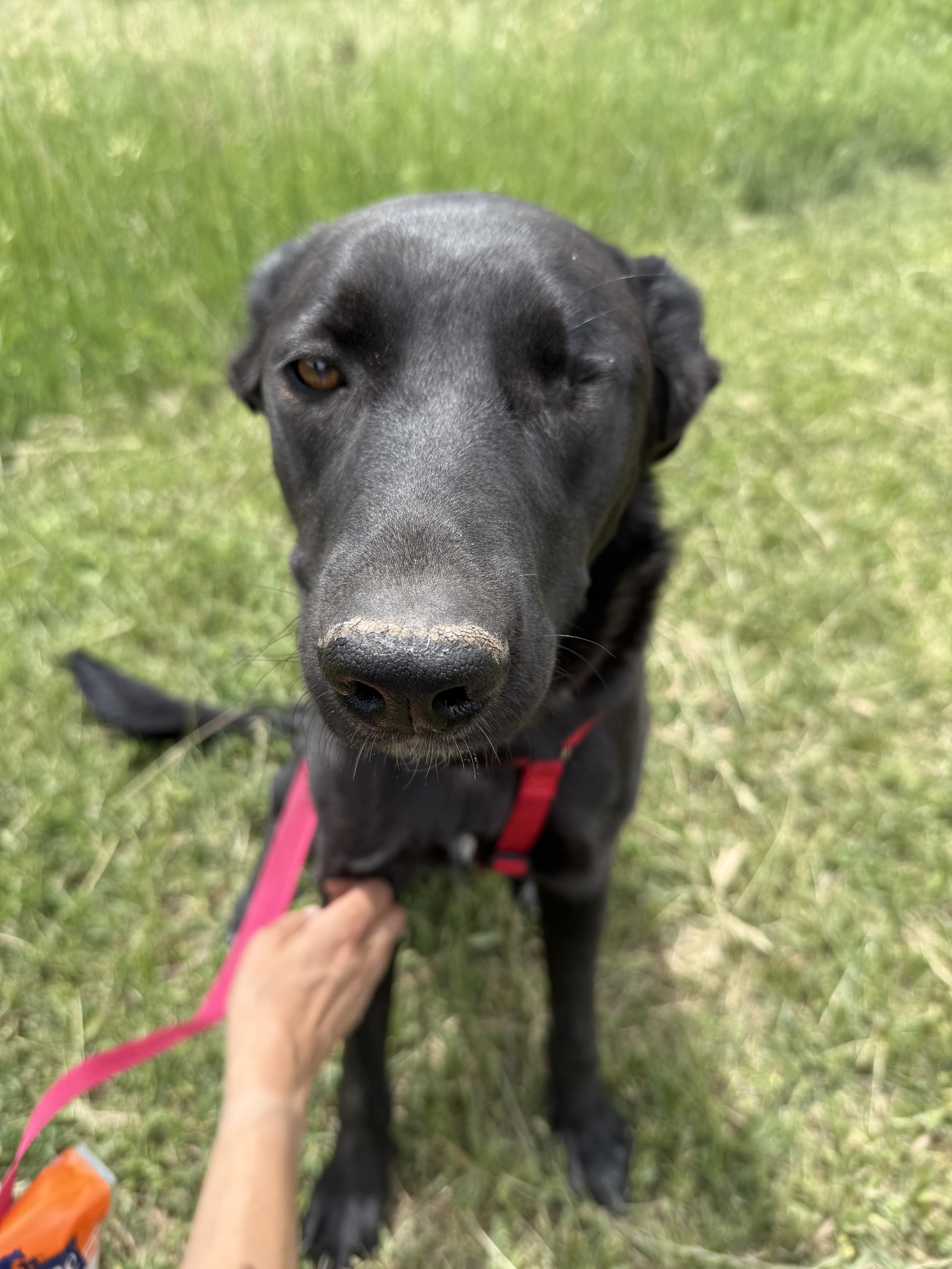 Pumpkin, an adoptable Black Labrador Retriever in Sheridan, WY, 82801 | Photo Image 1