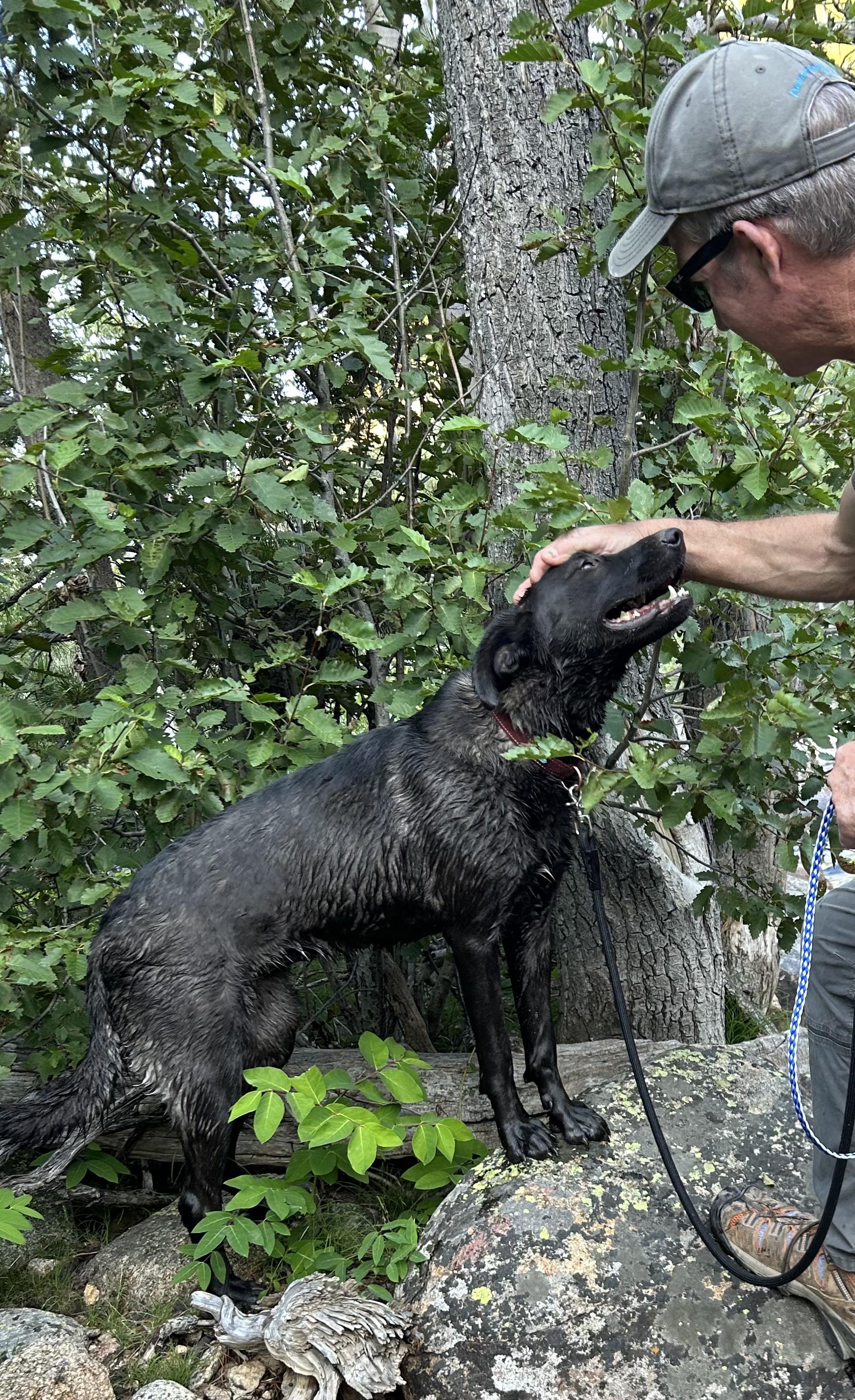 Enlarge Pumpkin (a.k.a Ms. Trout), a Adopted mixed breed in Riverton, WY image 3/5