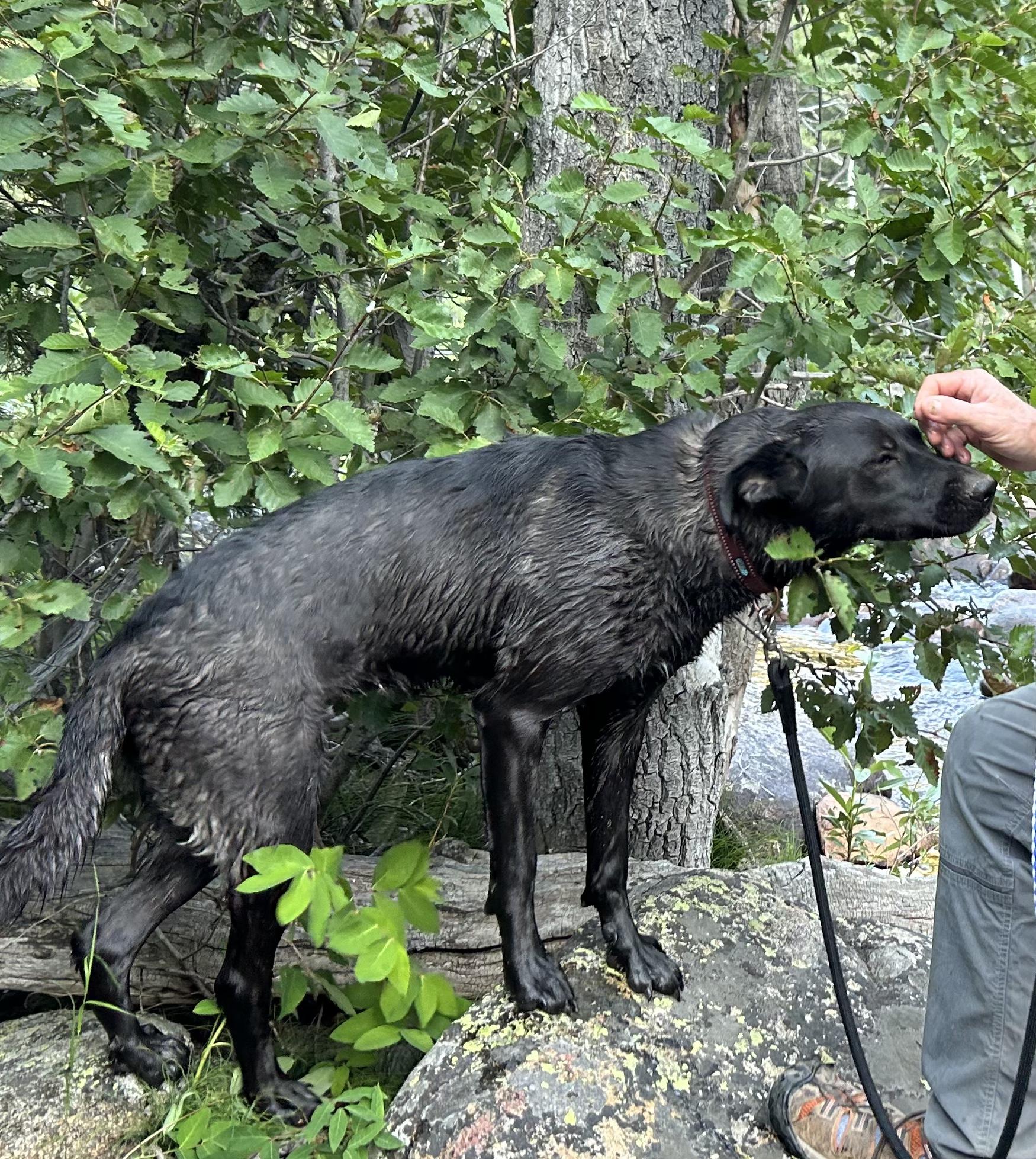 Enlarge Pumpkin (a.k.a Ms. Trout), a Adopted mixed breed in Riverton, WY image 5/5