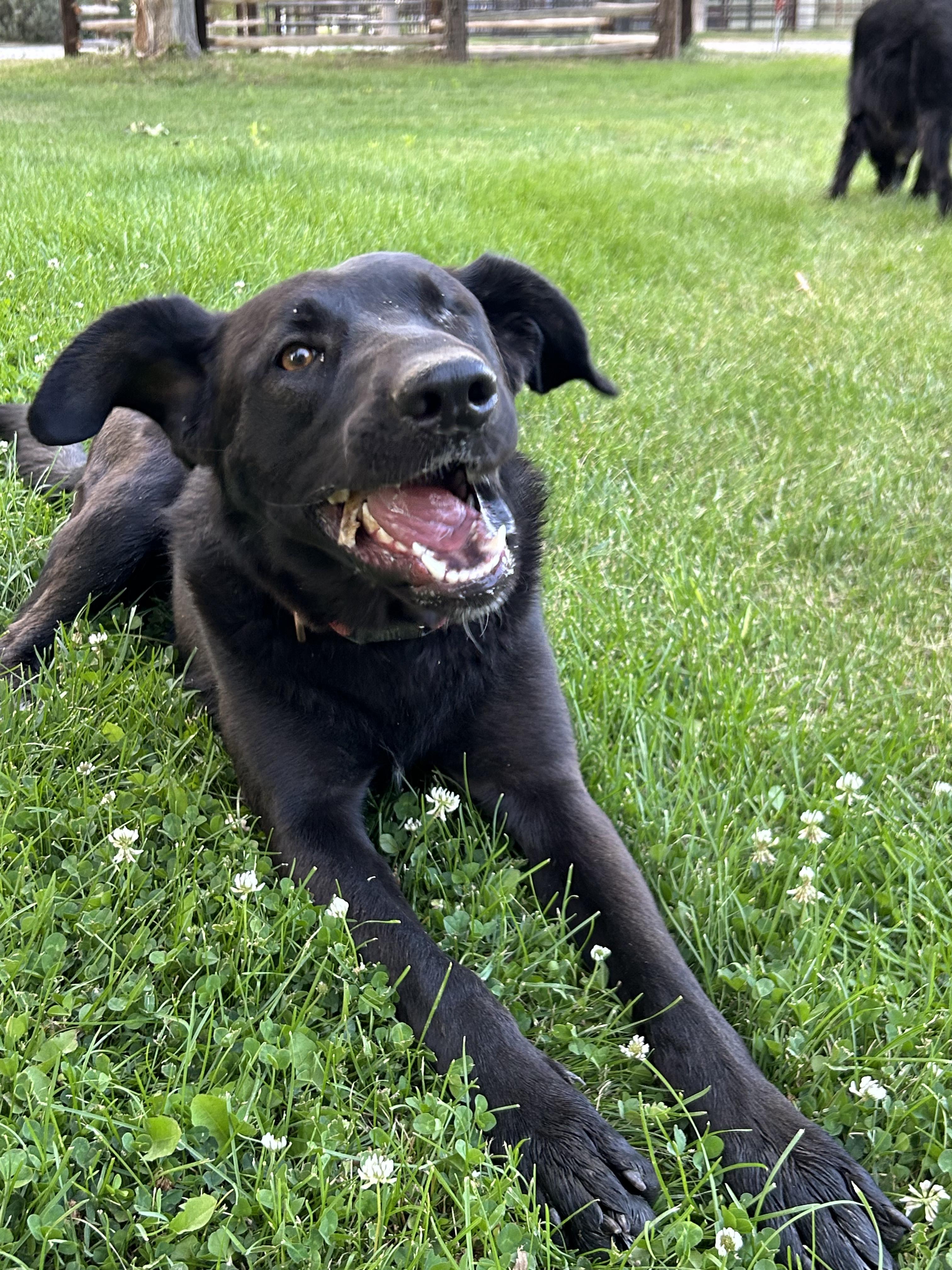Pumpkin (a.k.a Ms. Trout), Adopted, Young Female Black Labrador Retriever.