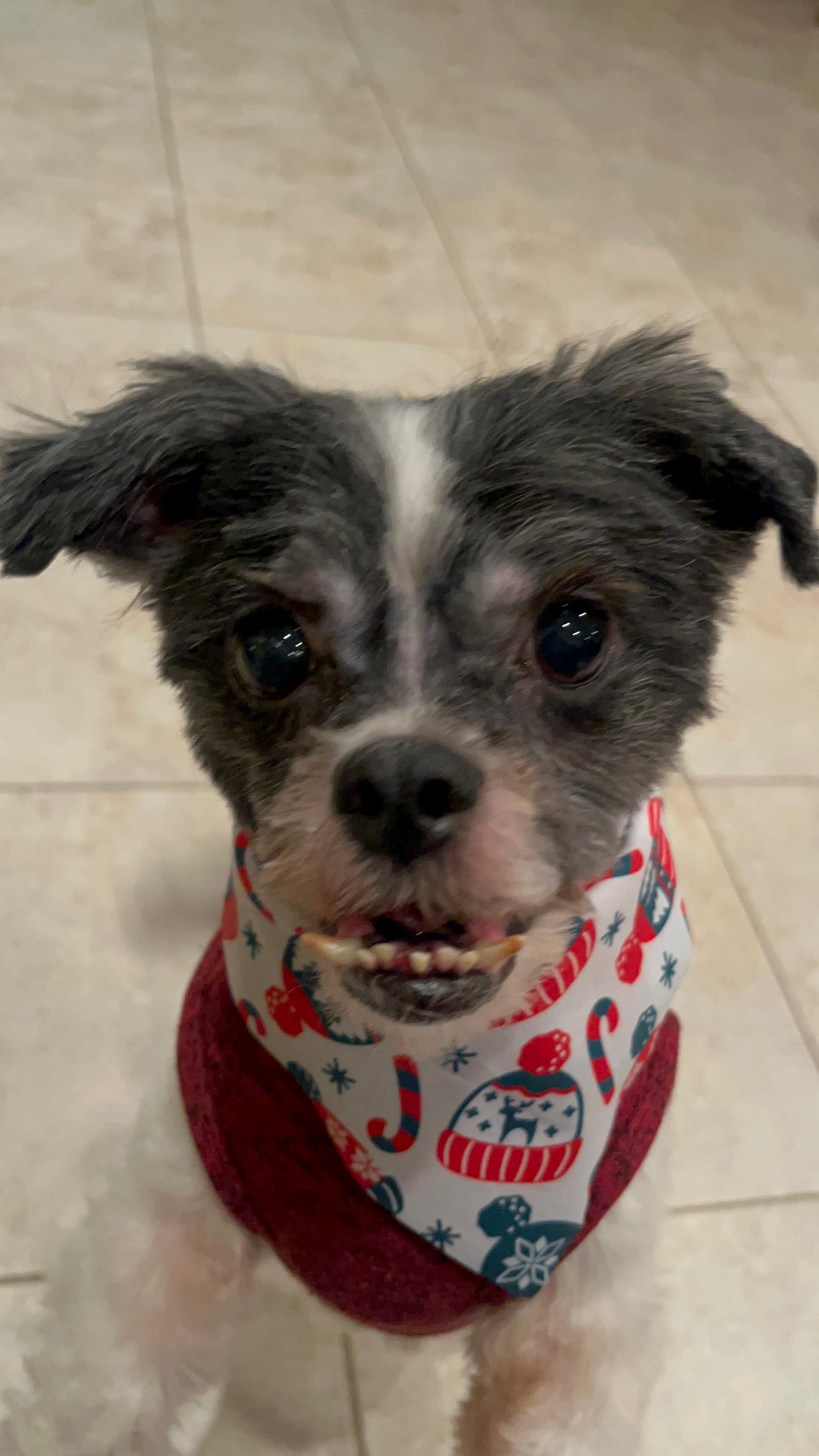 Enlarge Cookie, a ADOPTABLE mixed breed in Belington, WV image 5/6