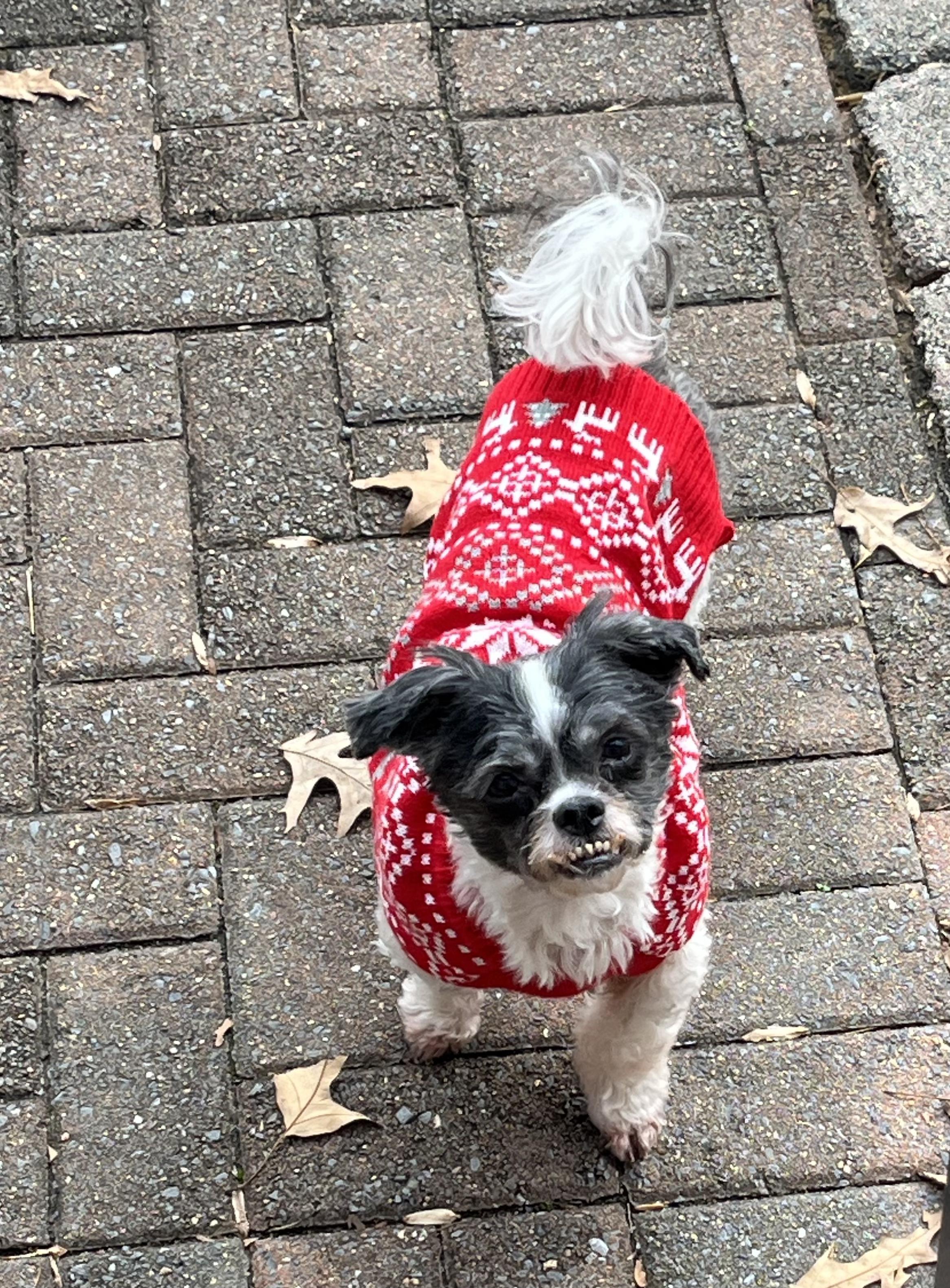 Enlarge Cookie, a ADOPTABLE mixed breed in Belington, WV image 6/6