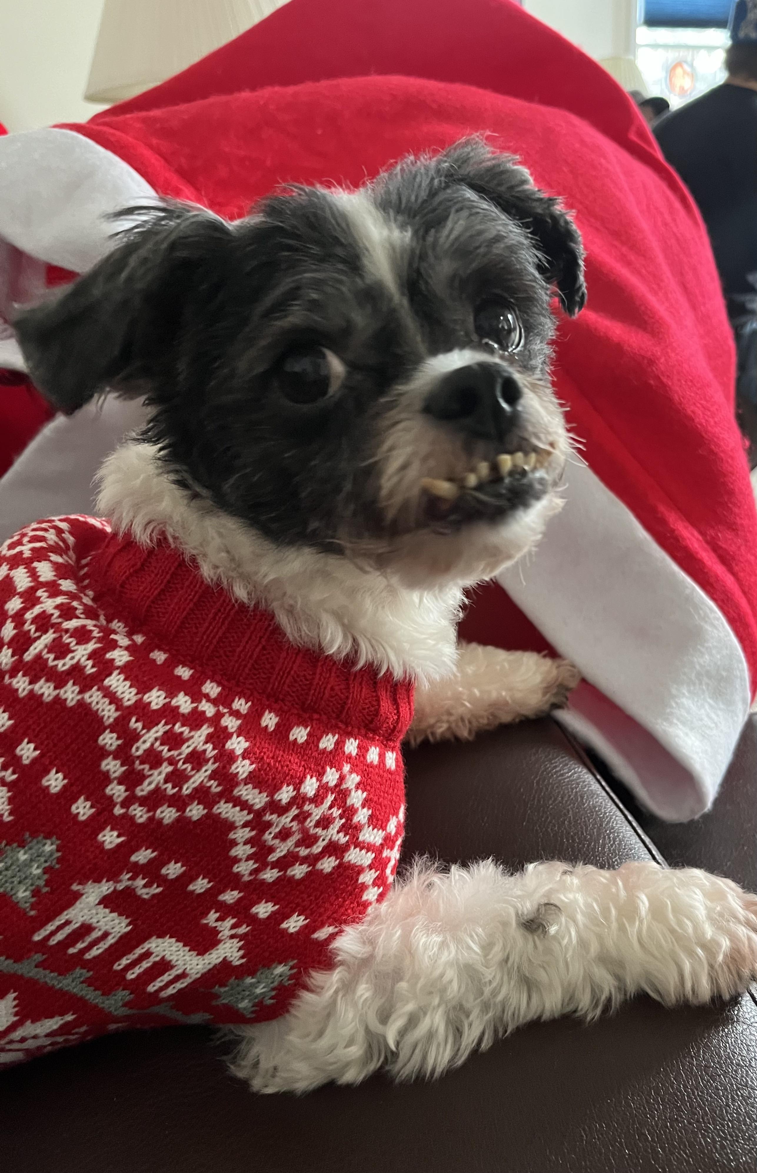 Cookie, ADOPTABLE, Adult Female Shih Tzu.