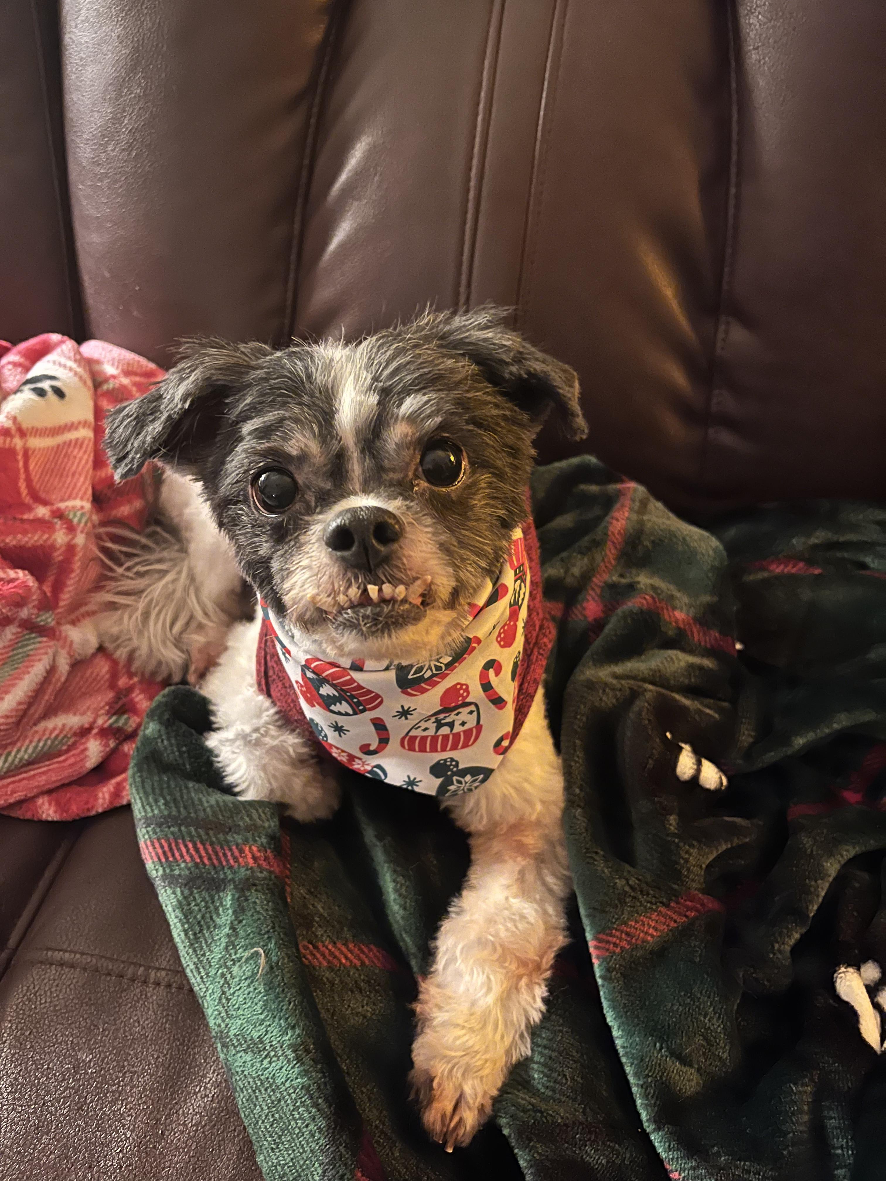 Enlarge Cookie, a ADOPTABLE mixed breed in Belington, WV image 3/6