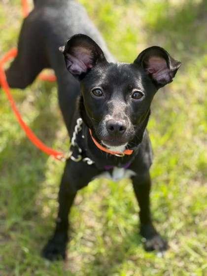 Enlarge Henna, a Adoptable mixed breed in Southern Pines, NC image 1/3
