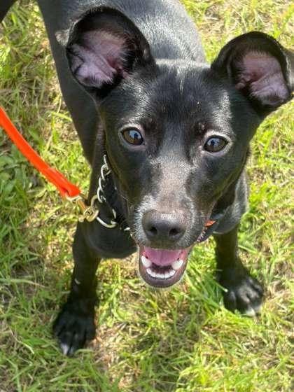 Enlarge Henna, a Adoptable mixed breed in Southern Pines, NC image 2/3