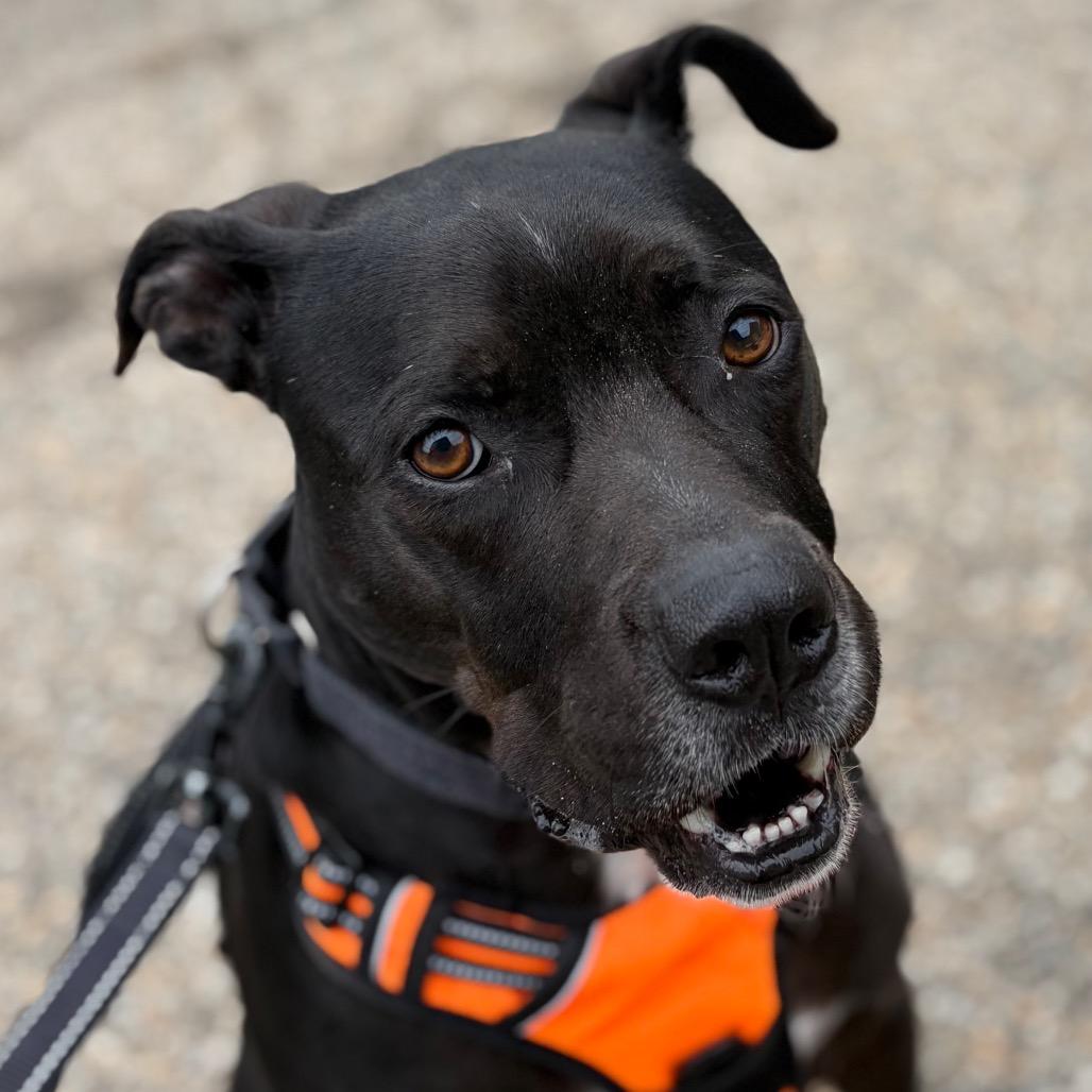 Enlarge Ruger, a Adoptable Pit Bull Terrier in Zanesville, OH image 4/6