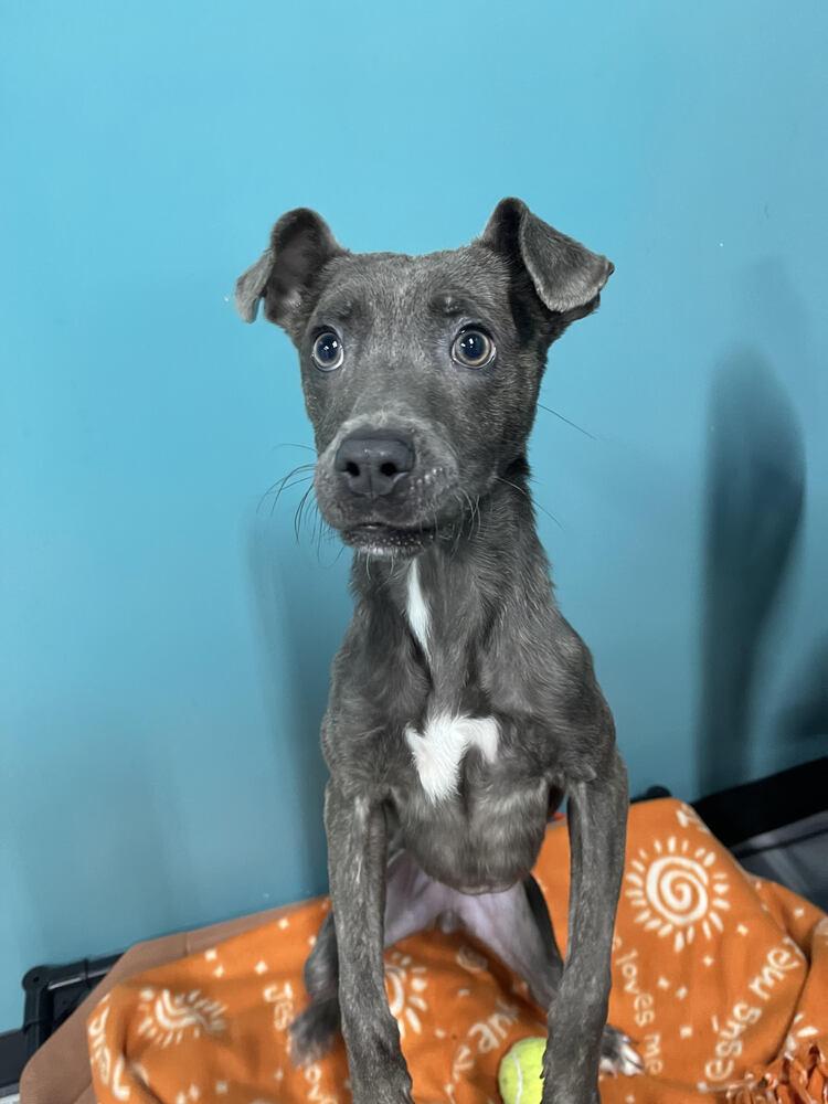 Maddie, Adopted, Young Female Mixed Breed.