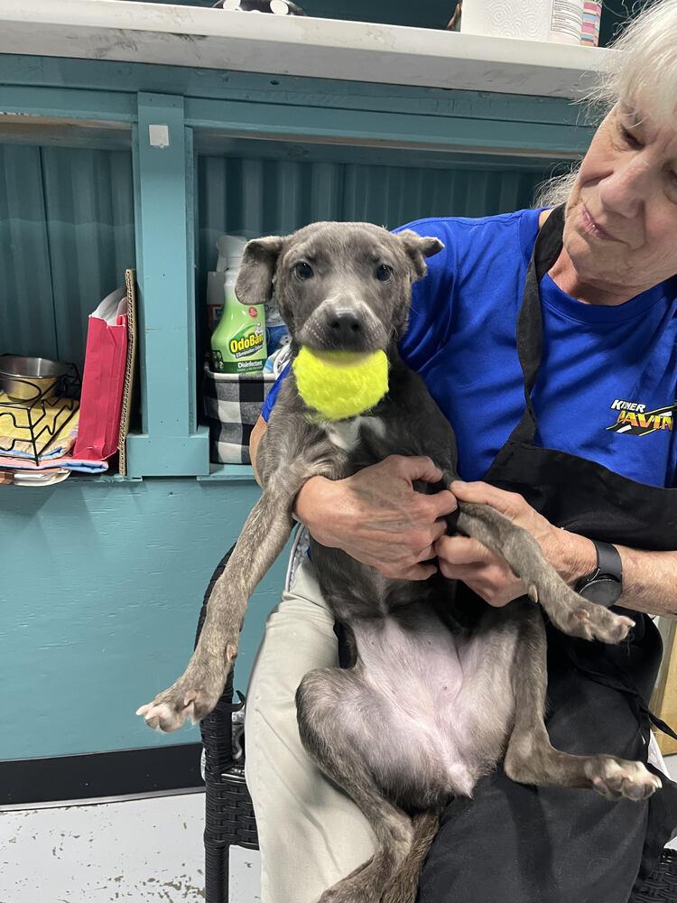 Enlarge Maddie, a Adopted Mixed Breed in Chattanooga, TN image 2/3