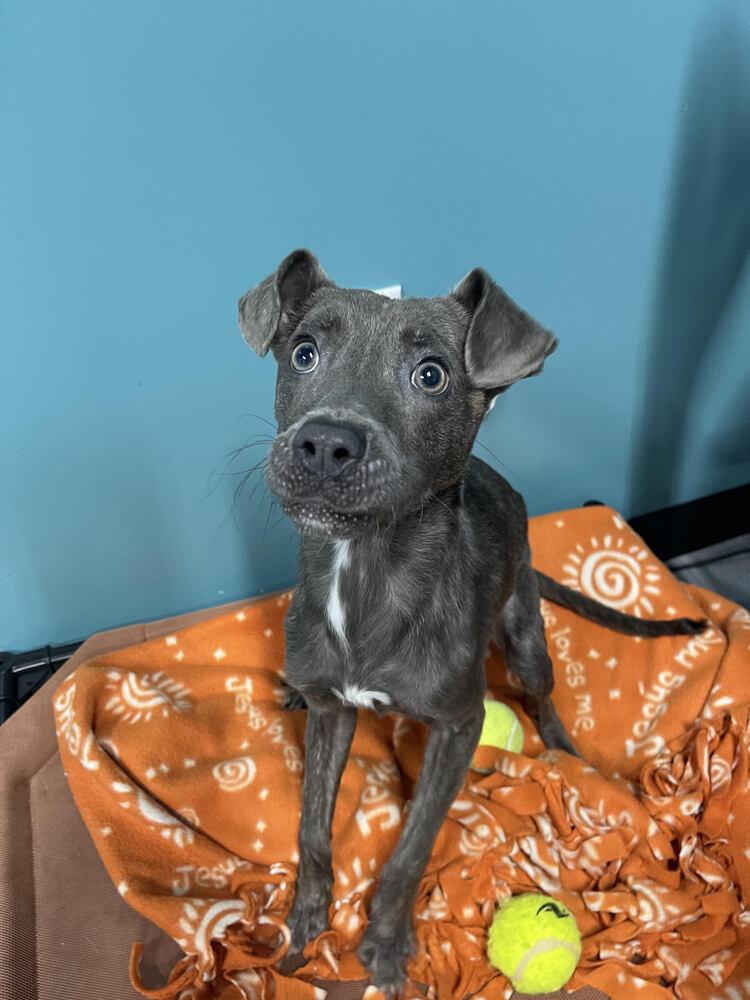 Enlarge Maddie, a Adopted Mixed Breed in Chattanooga, TN image 3/3