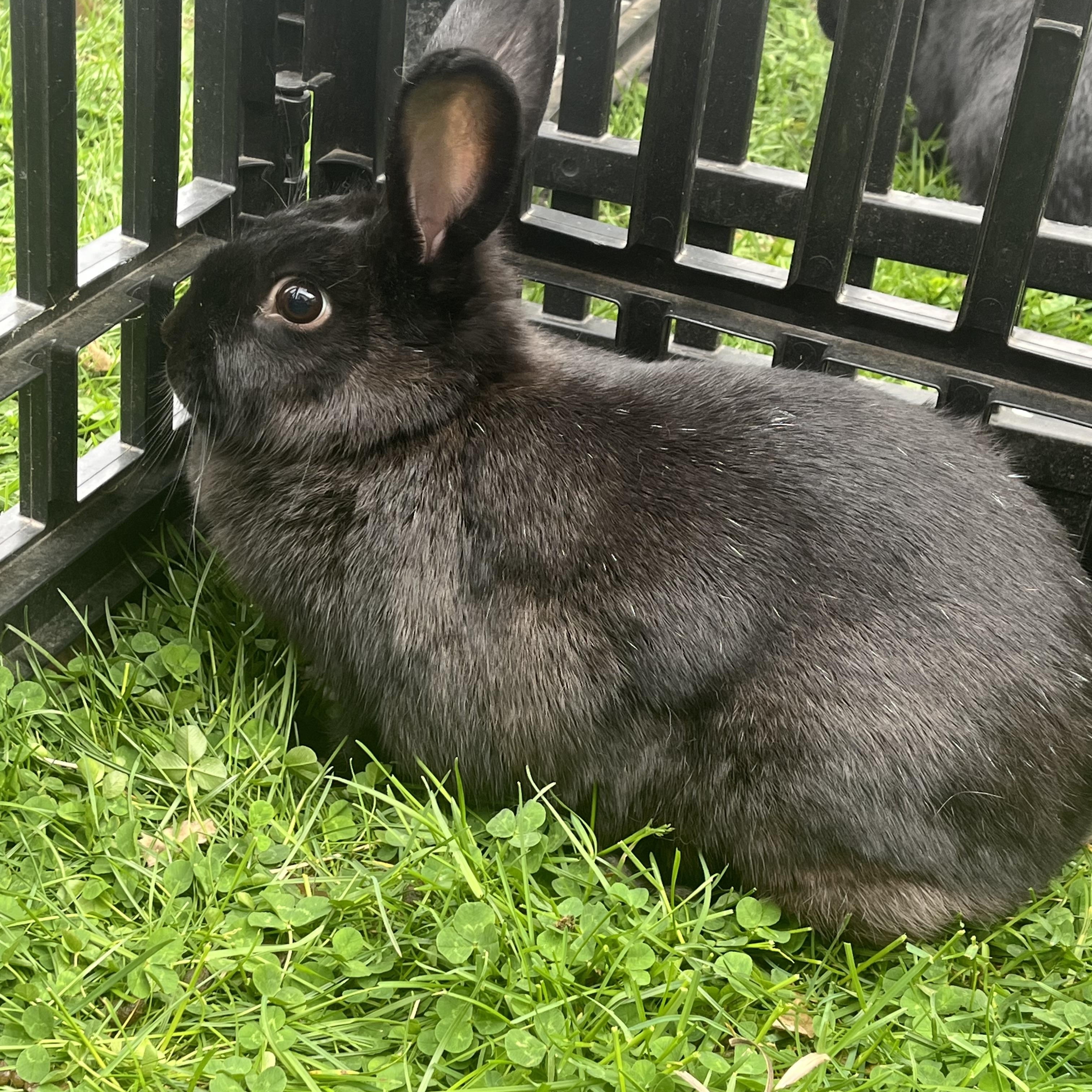Rubble, adoptable, Baby Female American & Mini Lop.