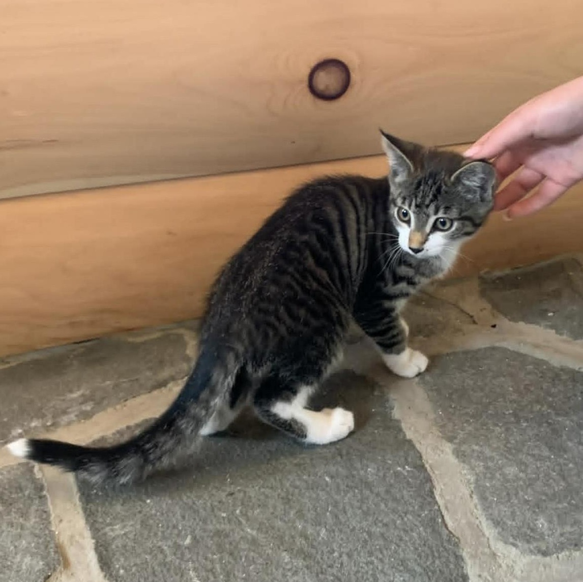 Stripes, an adopted mixed breed in Hawley, PA image 3/6