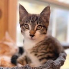 Stripes, an adopted mixed breed in Hawley, PA image 1/6