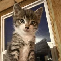 Stripes, an adopted mixed breed in Hawley, PA image 2/6