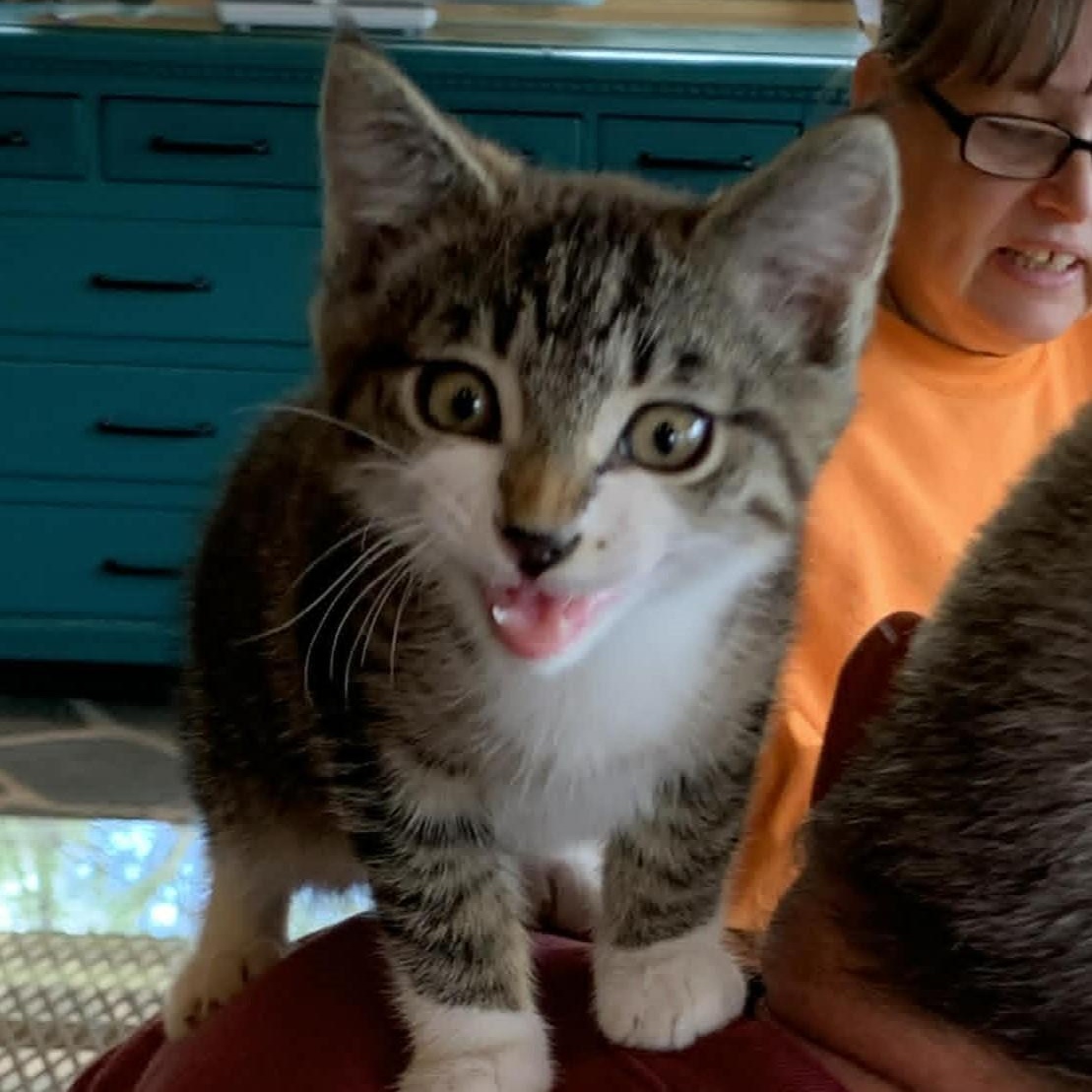 Stripes, an adopted mixed breed in Hawley, PA image 5/6