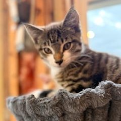 Stripes, an adopted mixed breed in Hawley, PA image 4/6