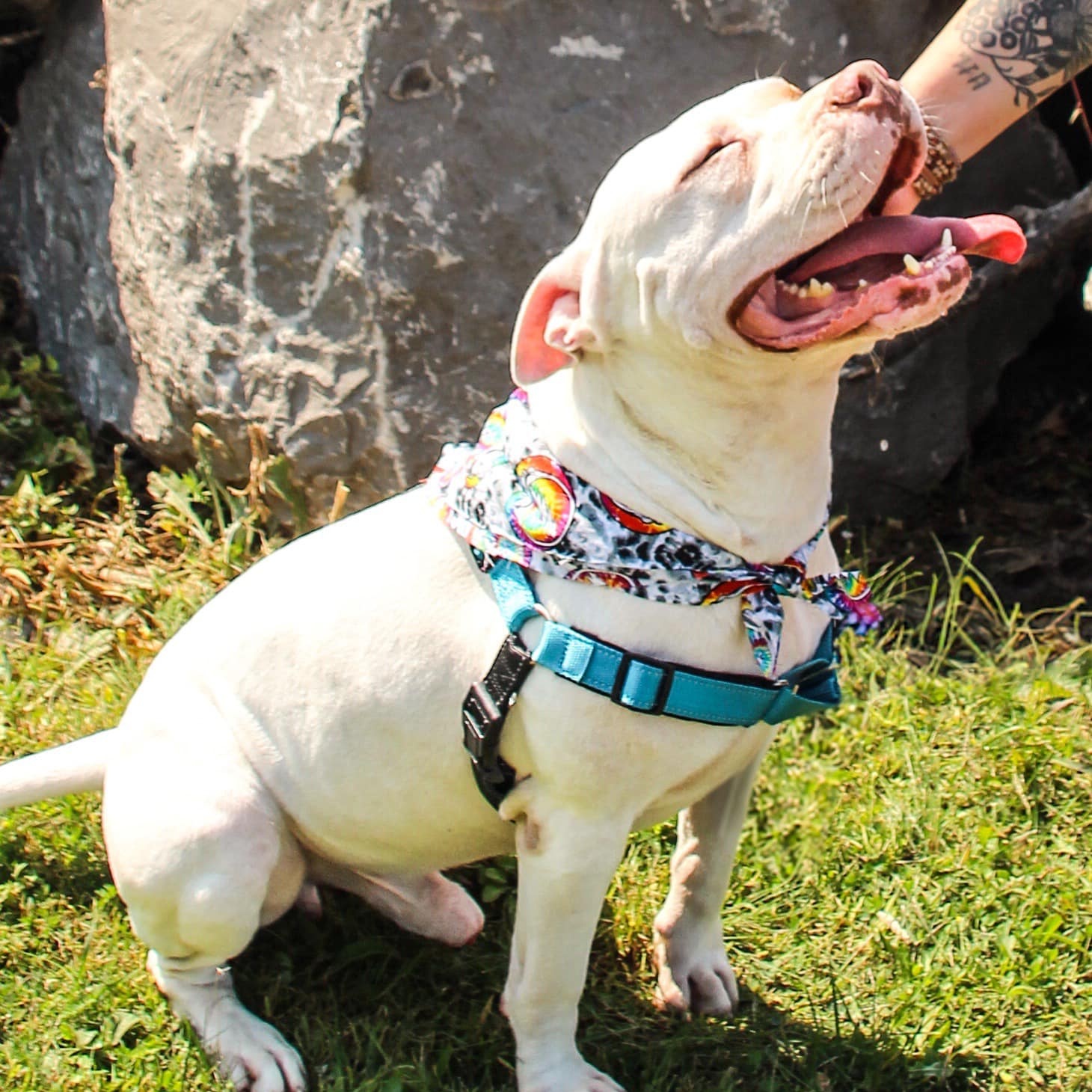 Tommy, a Adoptable mixed breed in Darien Center, NY image 3/6