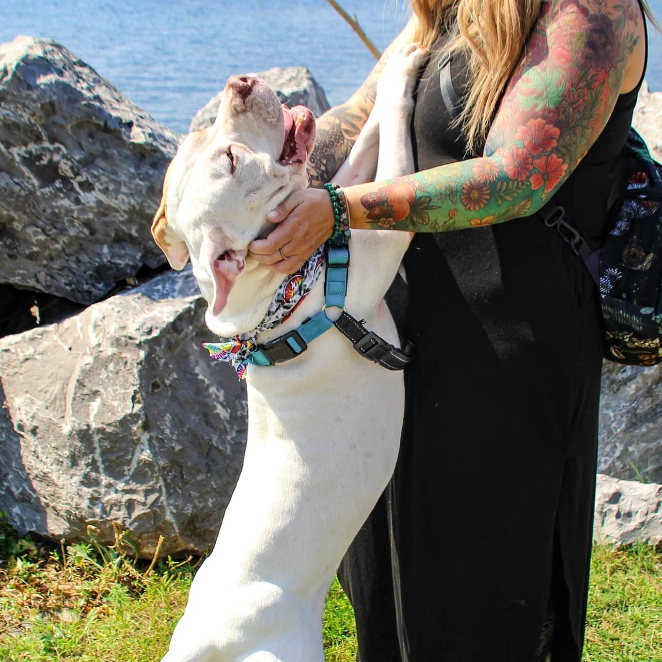 Tommy, a Adoptable mixed breed in Darien Center, NY image 6/6