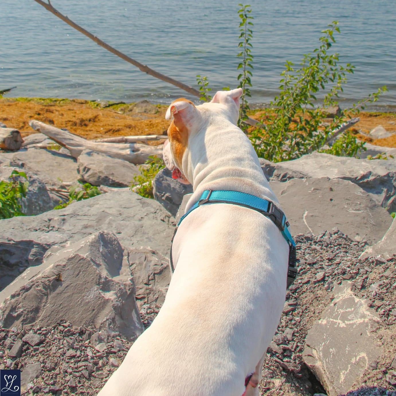 Tommy, a Adoptable mixed breed in Darien Center, NY image 4/6