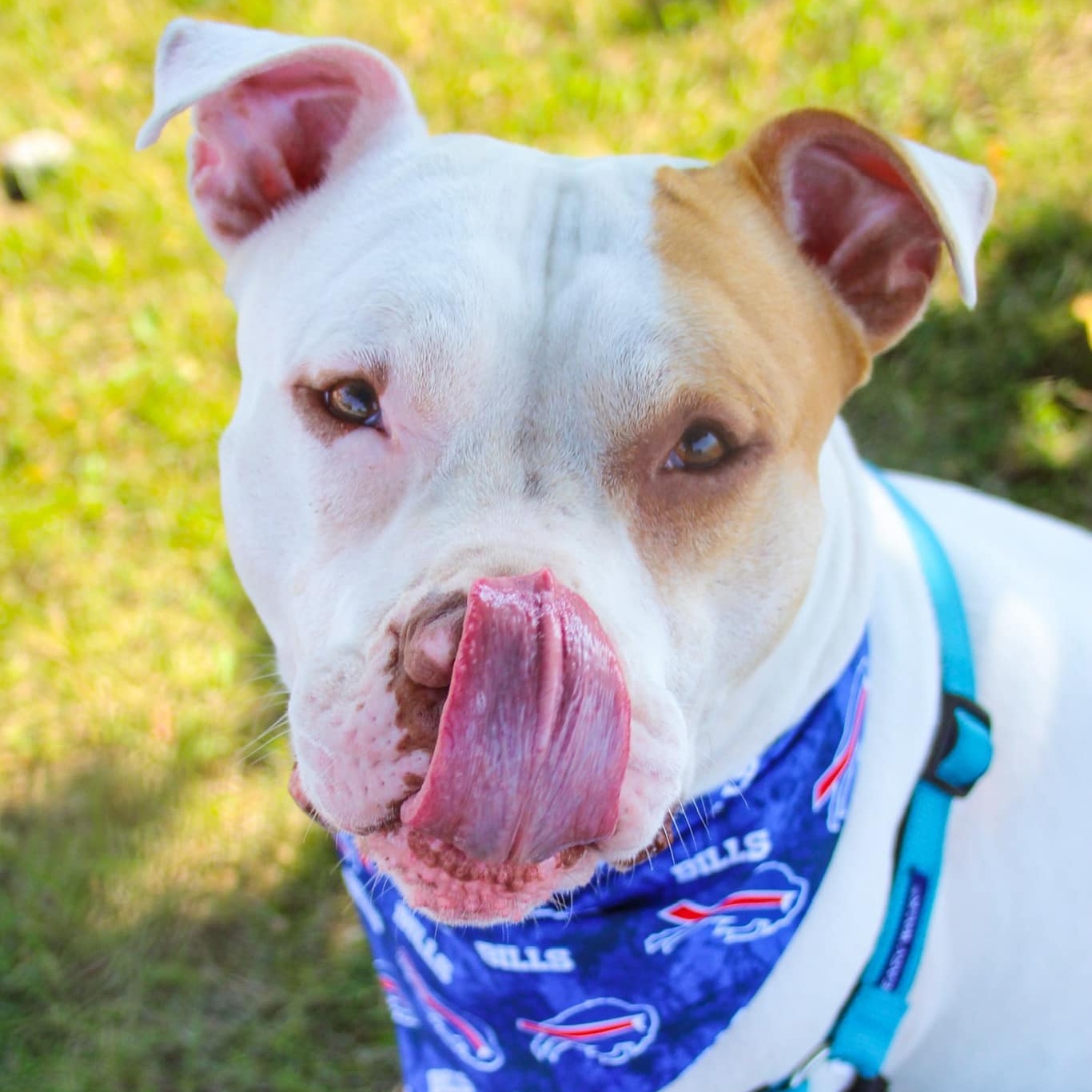 Tommy, a Adoptable mixed breed in Darien Center, NY image 2/6