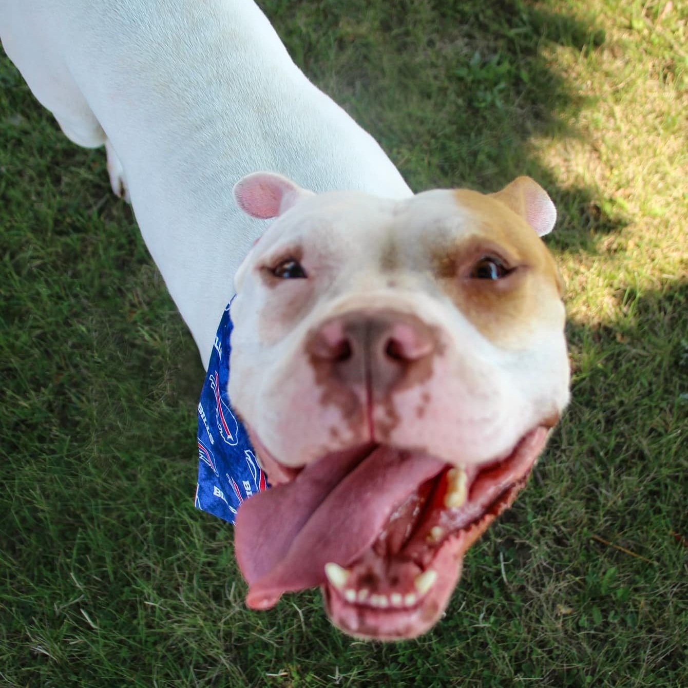 Tommy, a Adoptable mixed breed in Darien Center, NY image 5/6