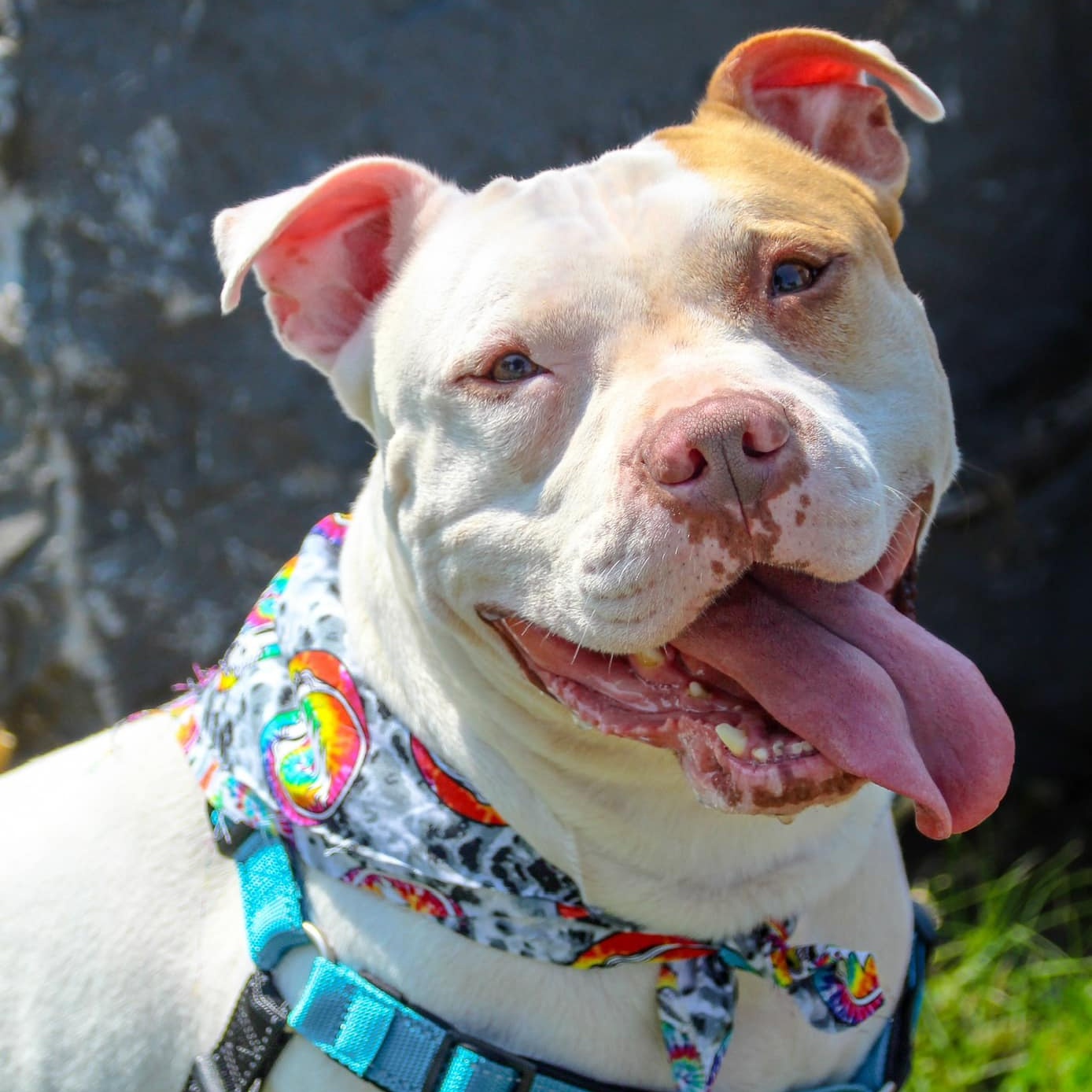 Tommy, a Adoptable mixed breed in Darien Center, NY image 1/6