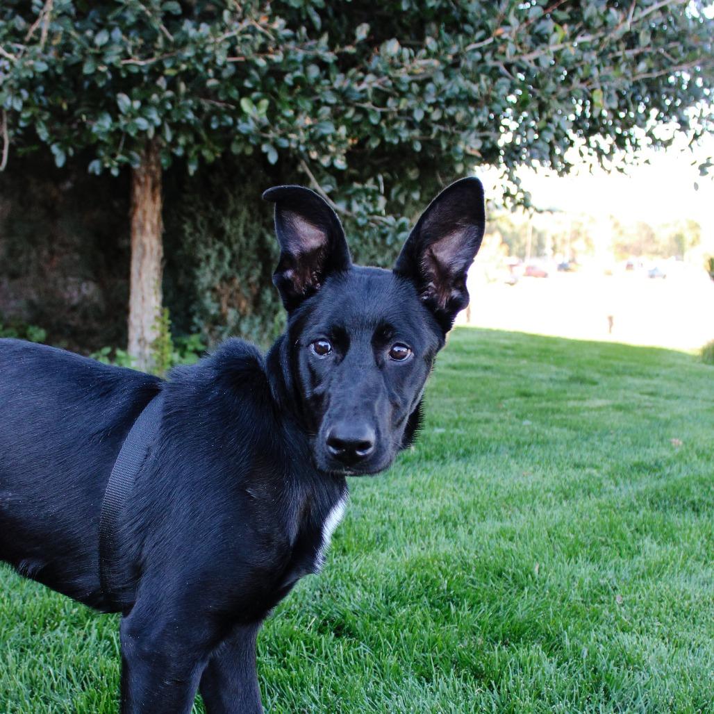 Kimber, Adoptable, Young Female Black Labrador Retriever & Collie.