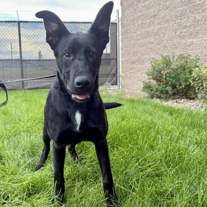 Enlarge Kimber, a Adoptable mixed breed in Great Falls, MT image 2/3