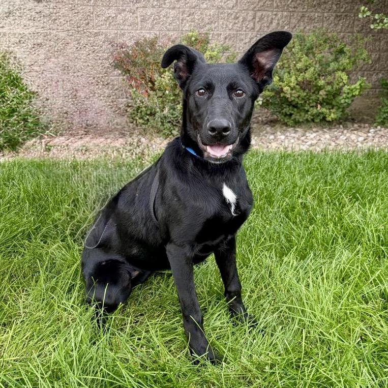 Enlarge Kimber, a Adoptable mixed breed in Great Falls, MT image 3/3