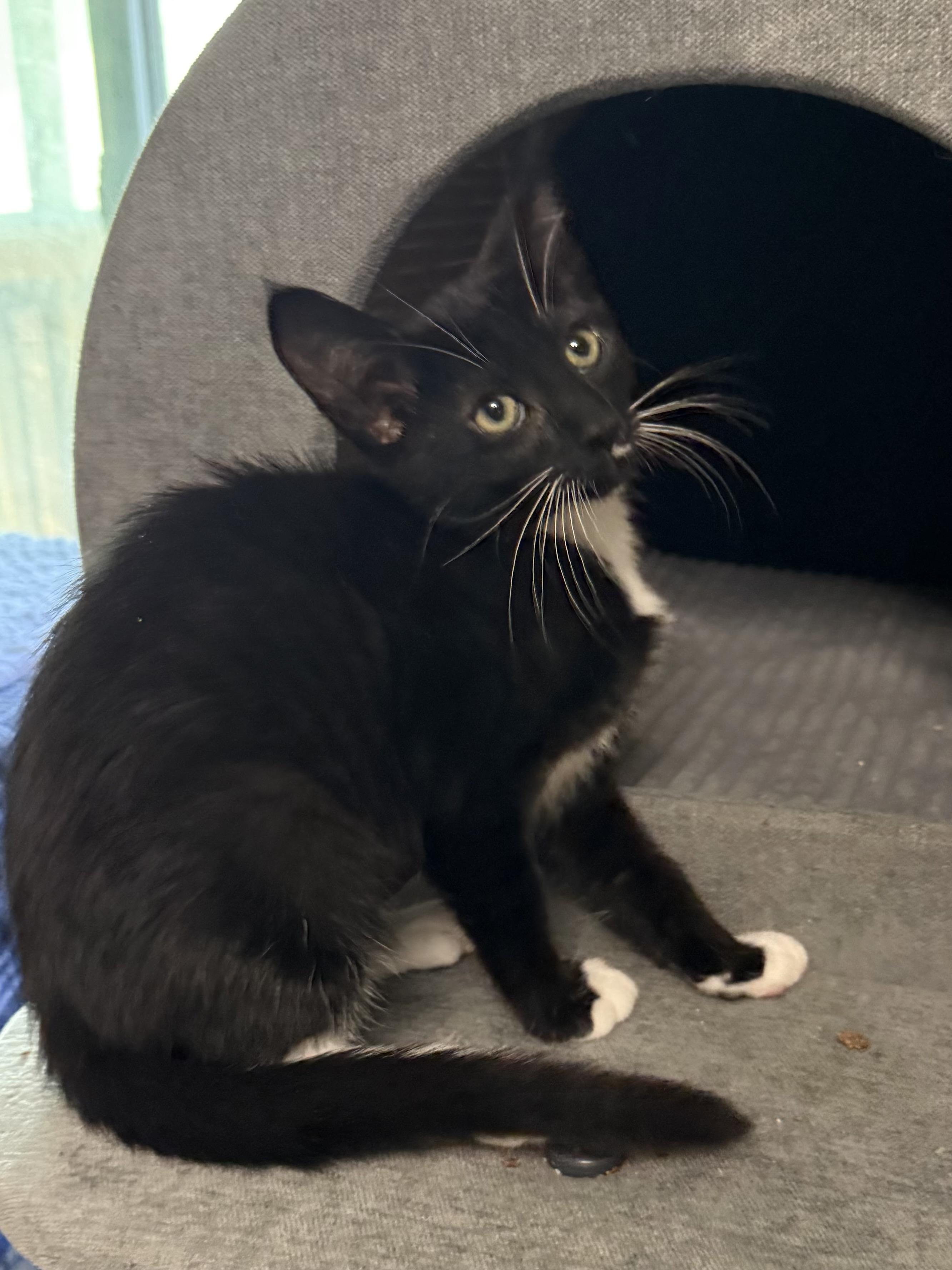 Hyacinth, a ADOPTABLE Tuxedo in Oakley, CA image 4/4