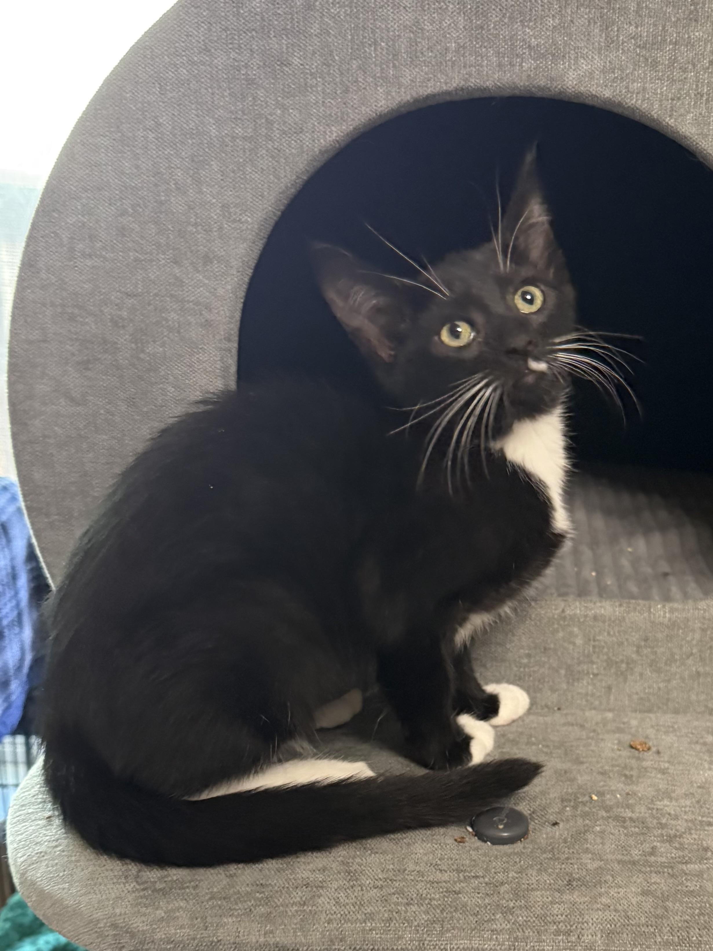 Hyacinth, a ADOPTABLE Tuxedo in Oakley, CA image 3/4