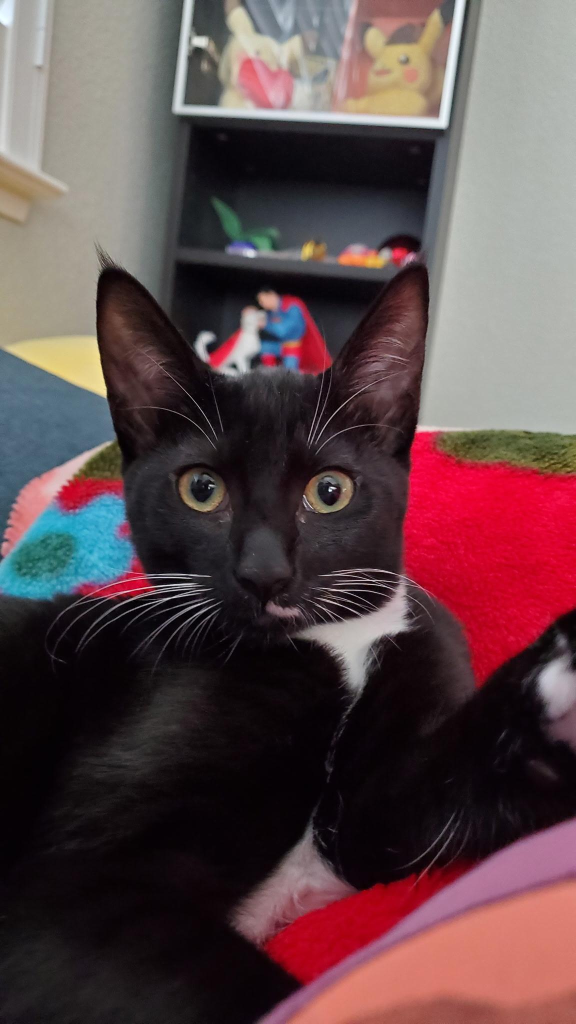 Hyacinth, ADOPTABLE, Kitten Female Tuxedo.