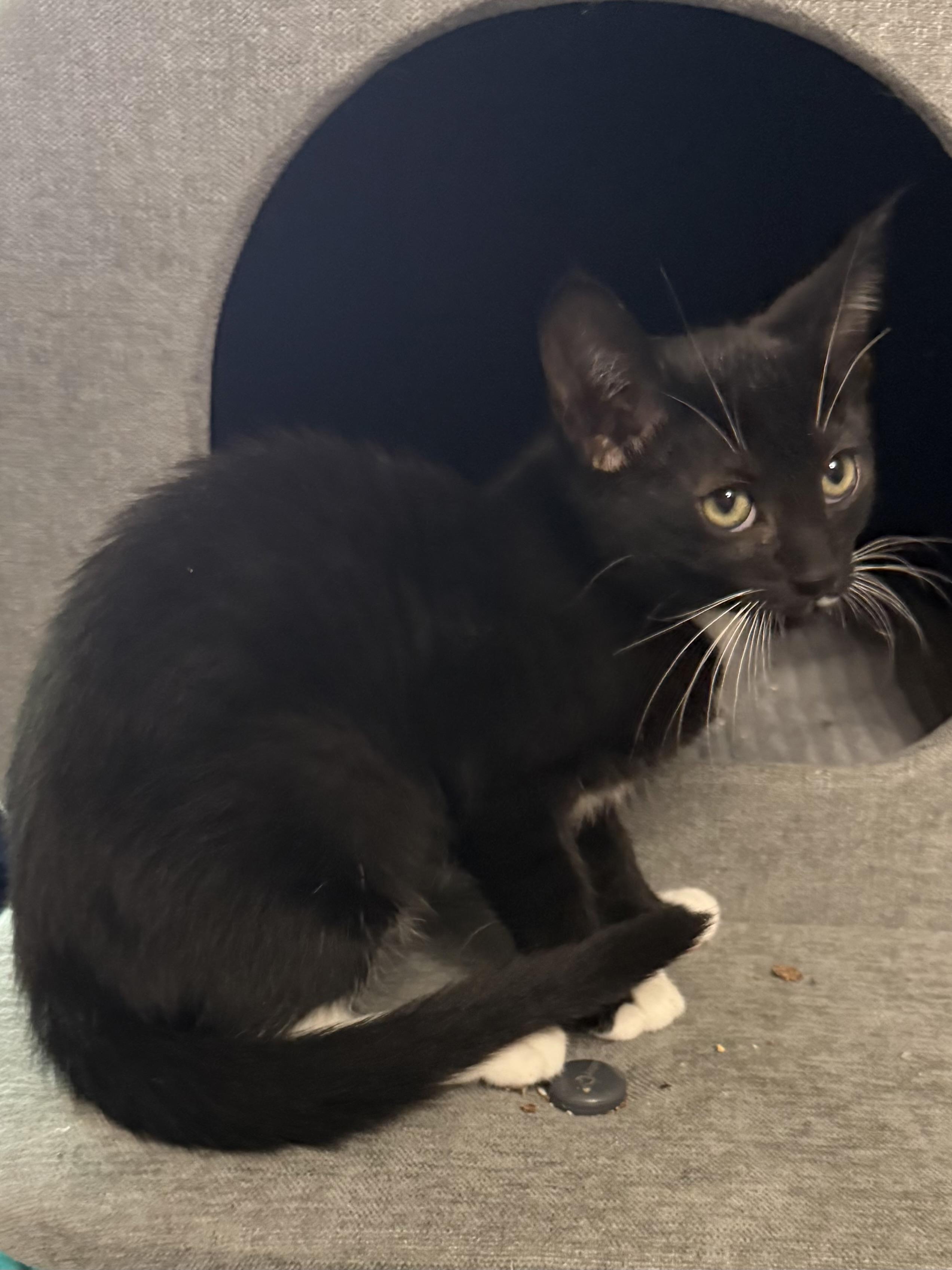 Hyacinth, ADOPTABLE, Kitten Female Tuxedo.