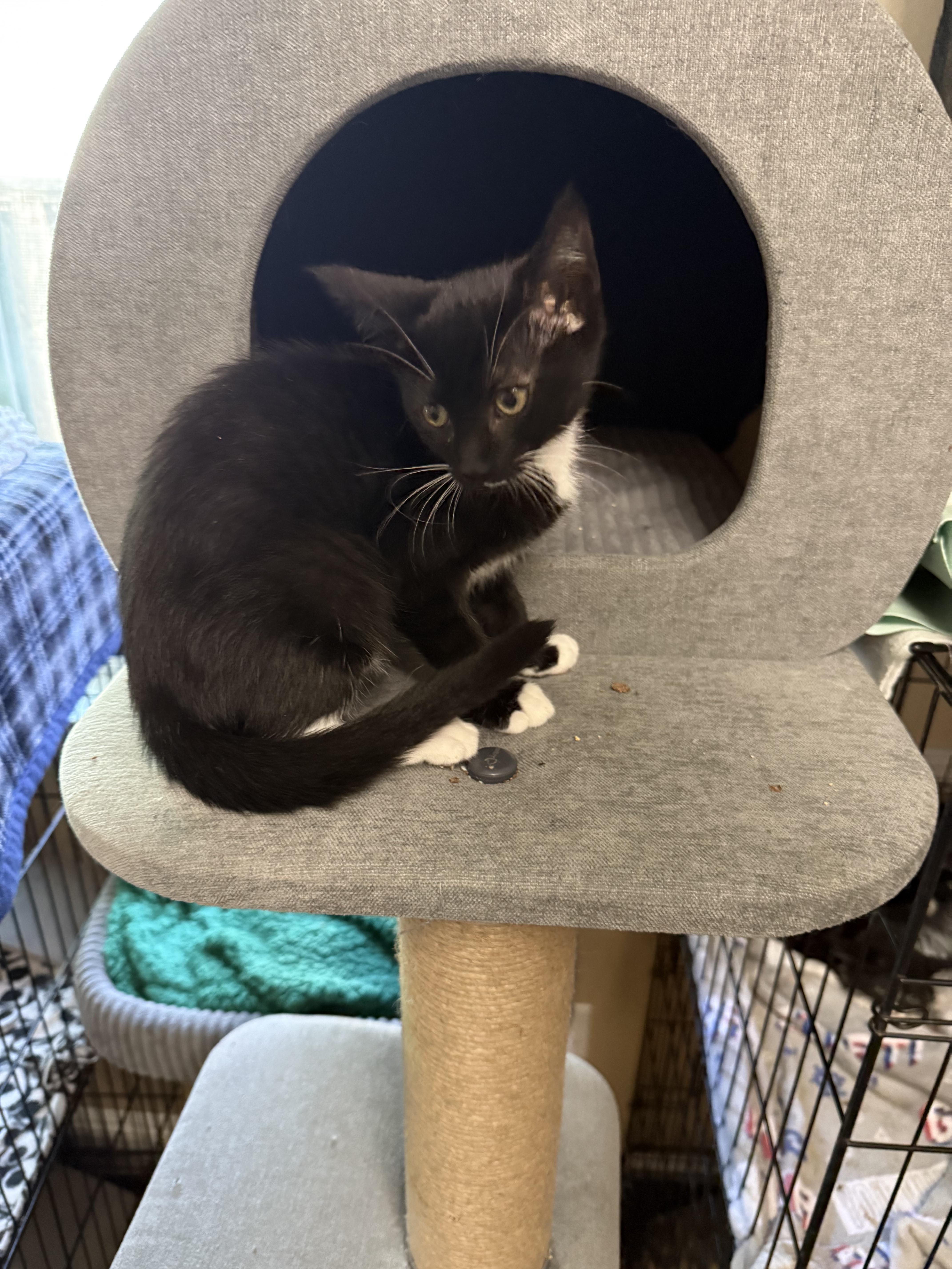 Hyacinth, a ADOPTABLE Tuxedo in Oakley, CA image 2/4