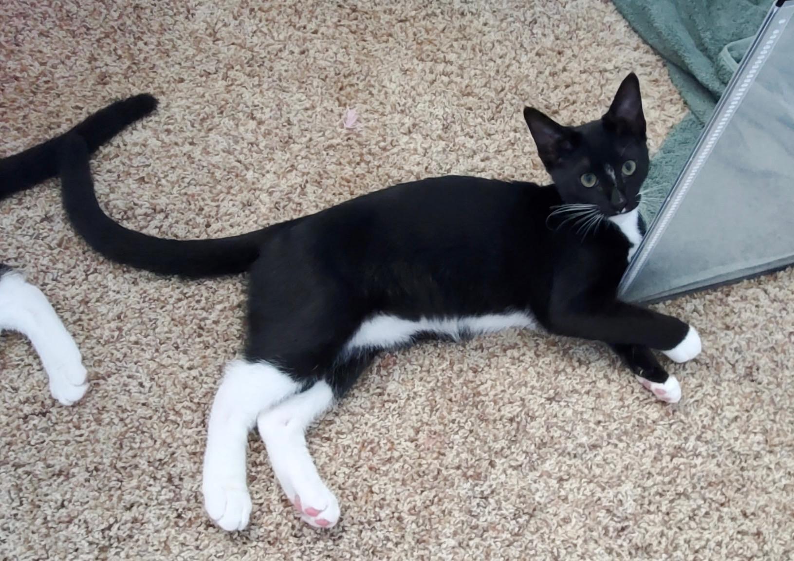 Hyacinth, a ADOPTABLE Tuxedo in Oakley, CA image 5/5