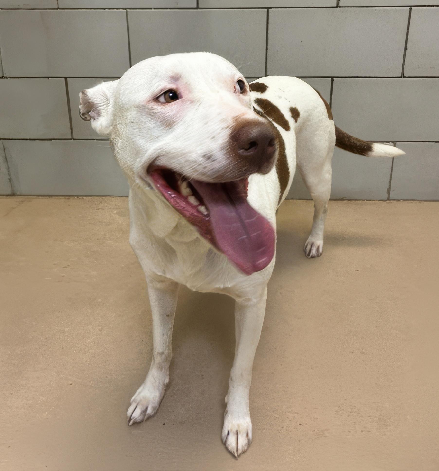 Enlarge Ciao Bella, a ADOPTABLE Mixed Breed in Nashville, TN image 2/2
