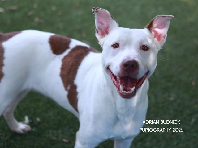 Ciao Bella, ADOPTABLE, Adult Female Mixed Breed.