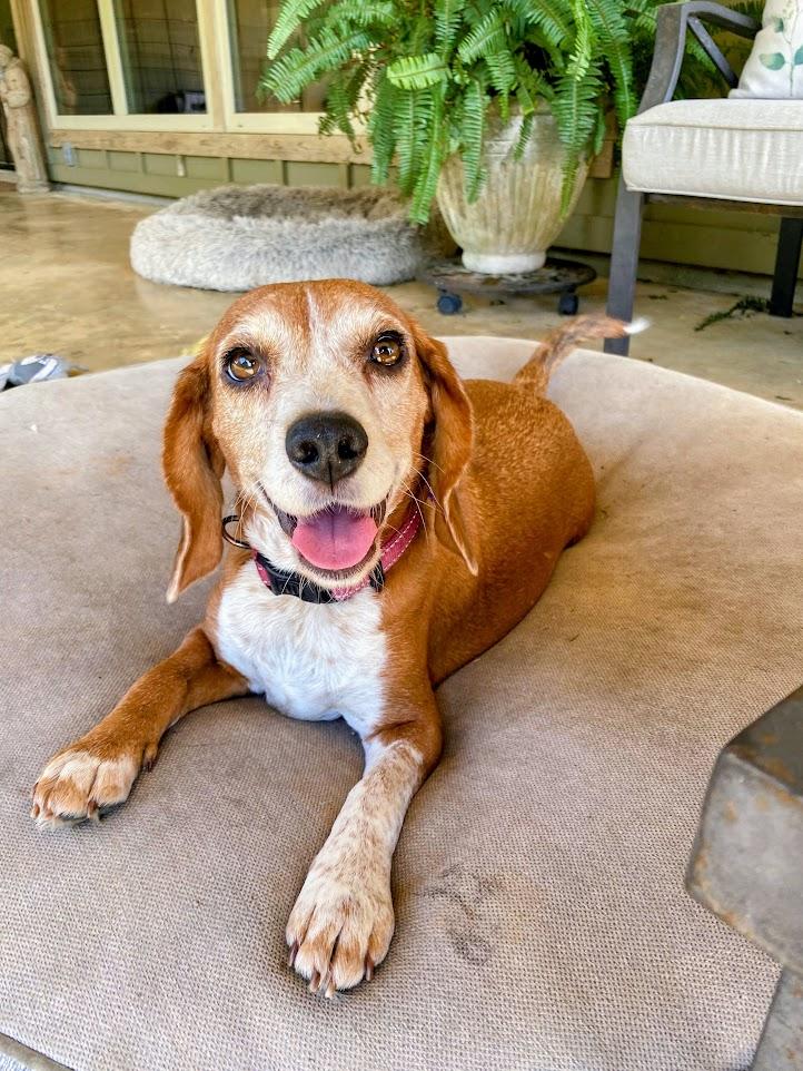 Enlarge Blanche, a Adopted Beagle in Valley Cottage, NY image 1/4