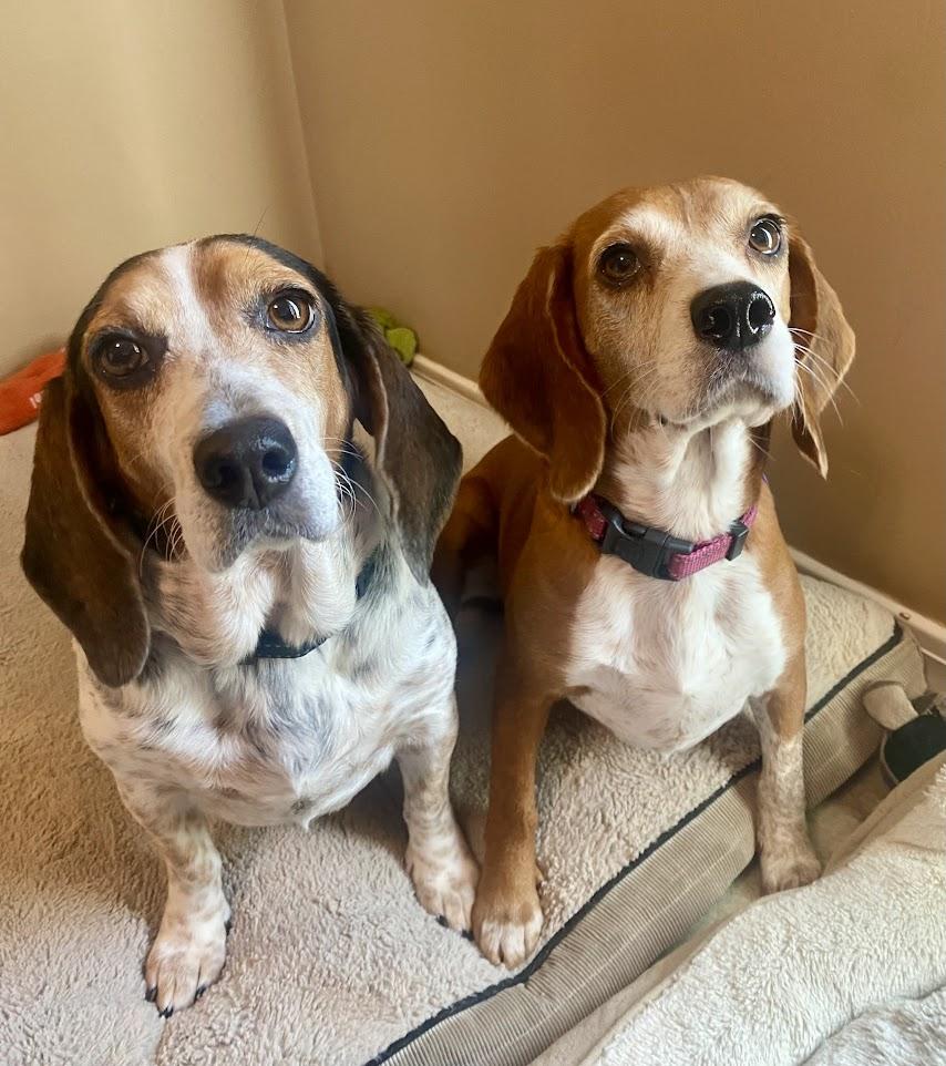 Enlarge Blanche, a Adopted Beagle in Valley Cottage, NY image 2/4