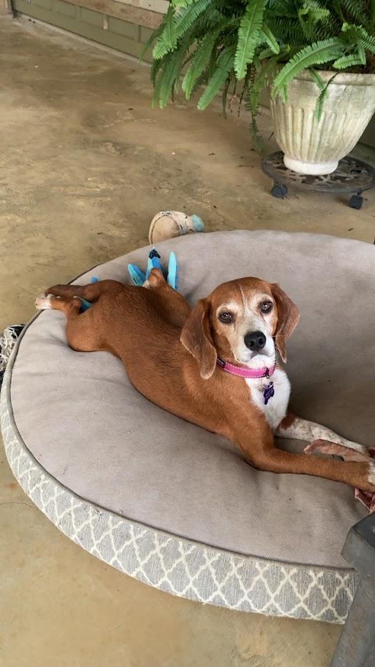 Enlarge Blanche, a Adopted Beagle in Valley Cottage, NY image 3/4